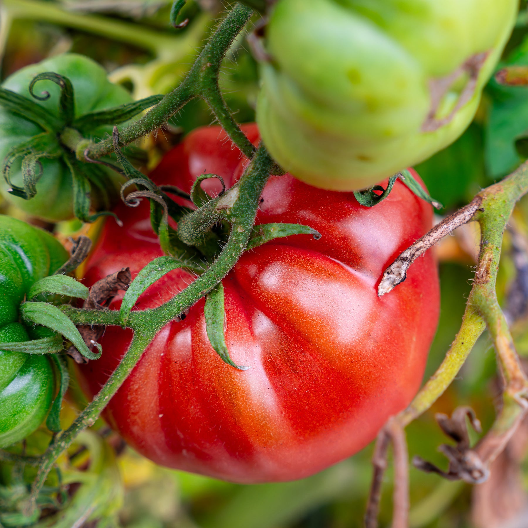 Vente Collection de légumes du soleil - Cucurbita pepo, Solanum melongena, Capsicum annuum, Solanum lycopersicum
