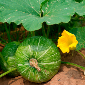 Courgette De Nice à fruits ronds