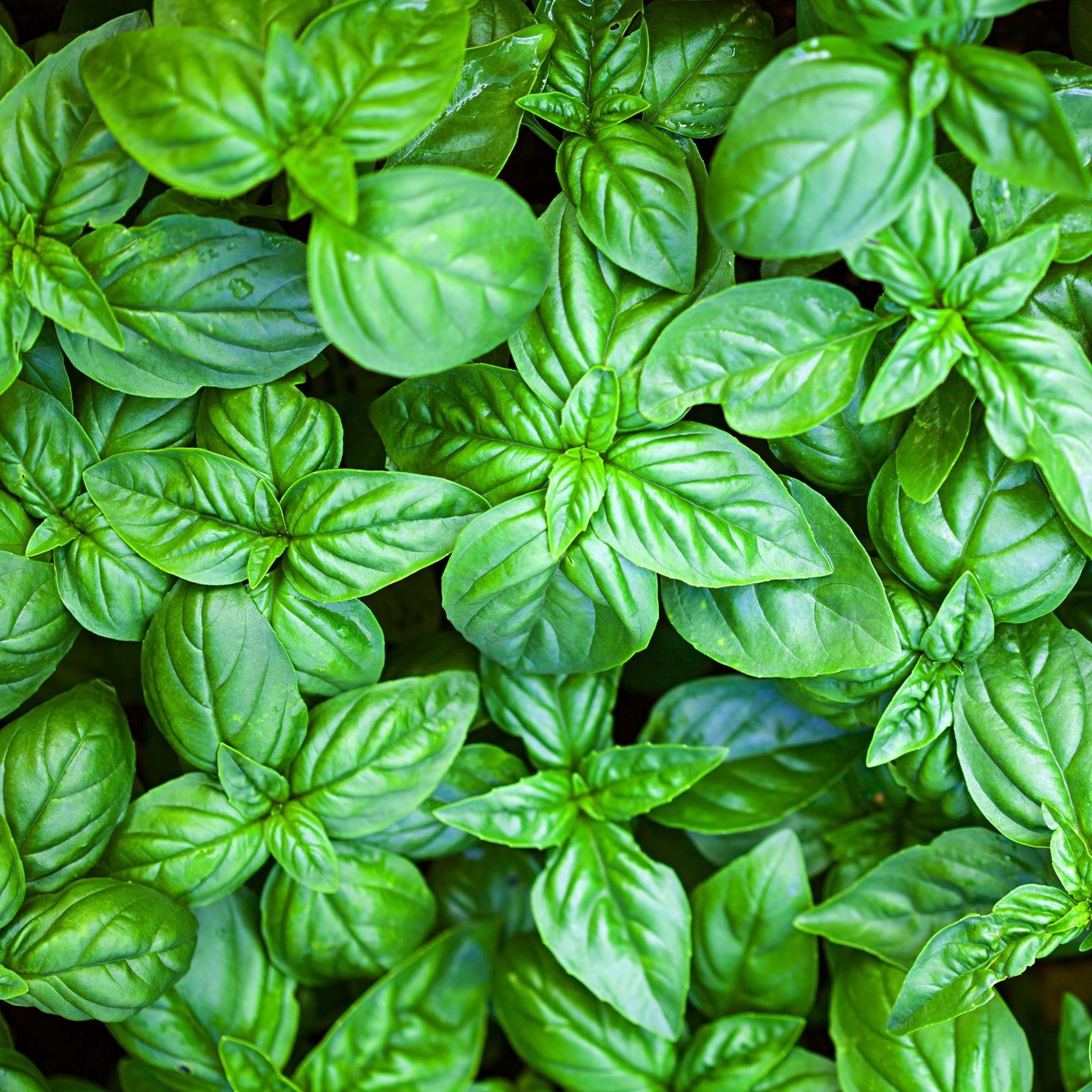 Basilic Grand vert - Willemse