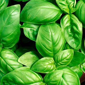 Ocimum basilicum Grand Vert - Basilic Grand vert - Graines d'aromatiques