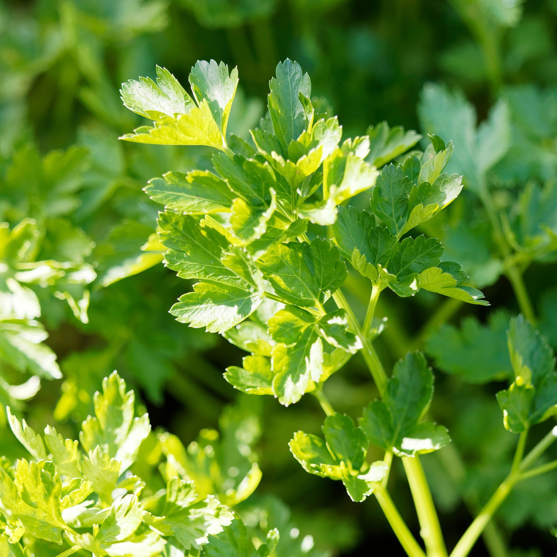 Graines d'aromatiques Bio - Persil Commun 2 Bio - Petroselinum crispum commun 2