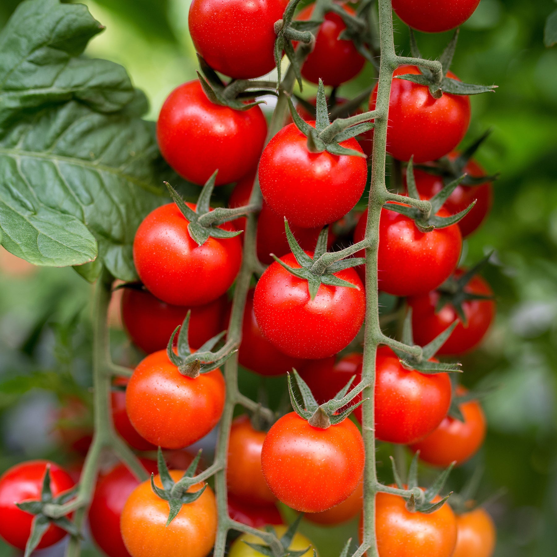 Tomates cerises - Tomate cerise Sweet baby - Solanum lycopersicum Sweet Baby
