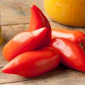 Tomate Cornue des Andes - Willemse