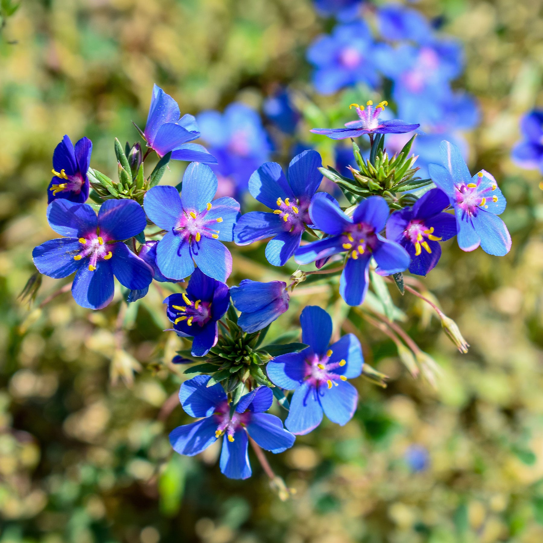 Gentiane bleue - Willemse