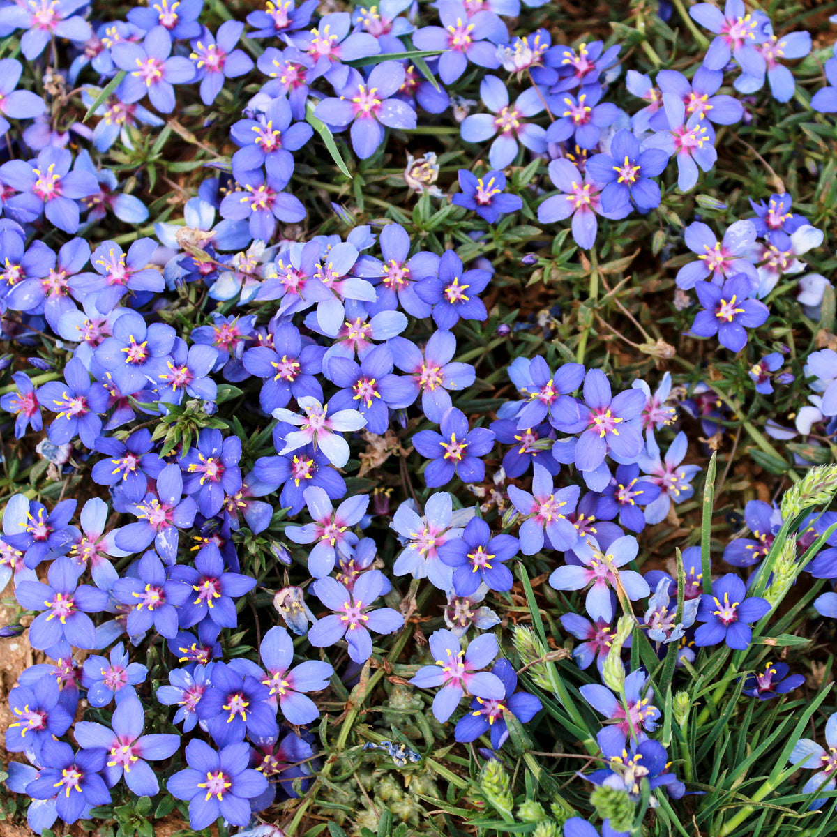 Gentiane bleue - Anagallis linifolia - Willemse