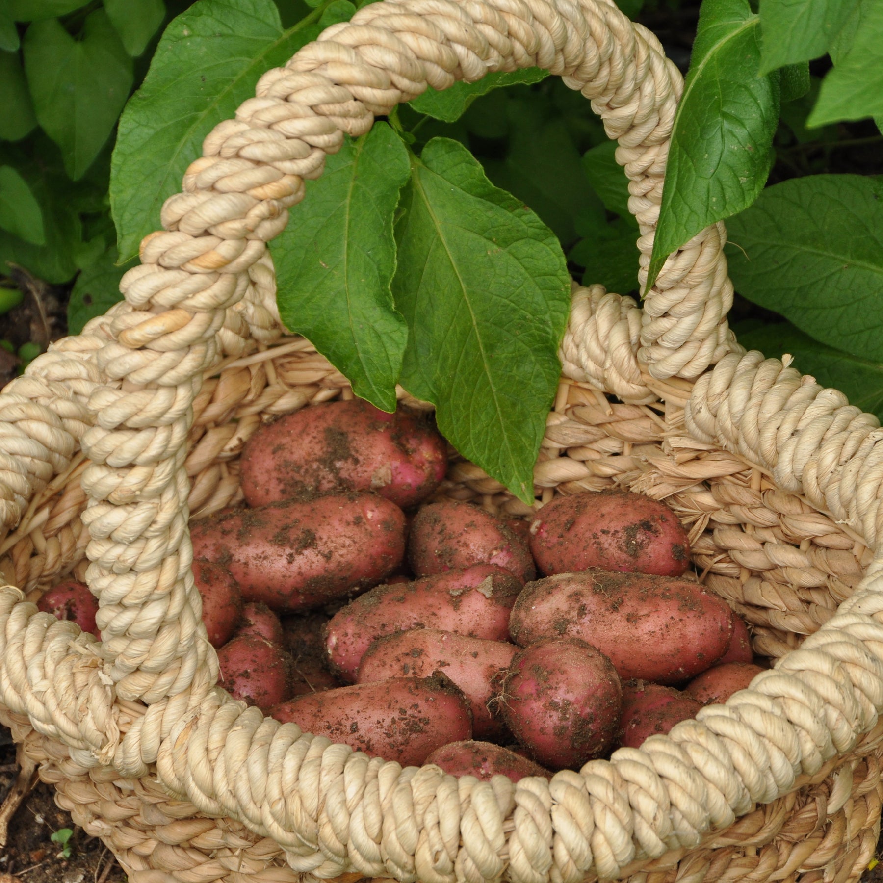 Pomme de terre Rose de France - Cirielle - Solanum tuberosum rose de france (cirielle) - Willemse