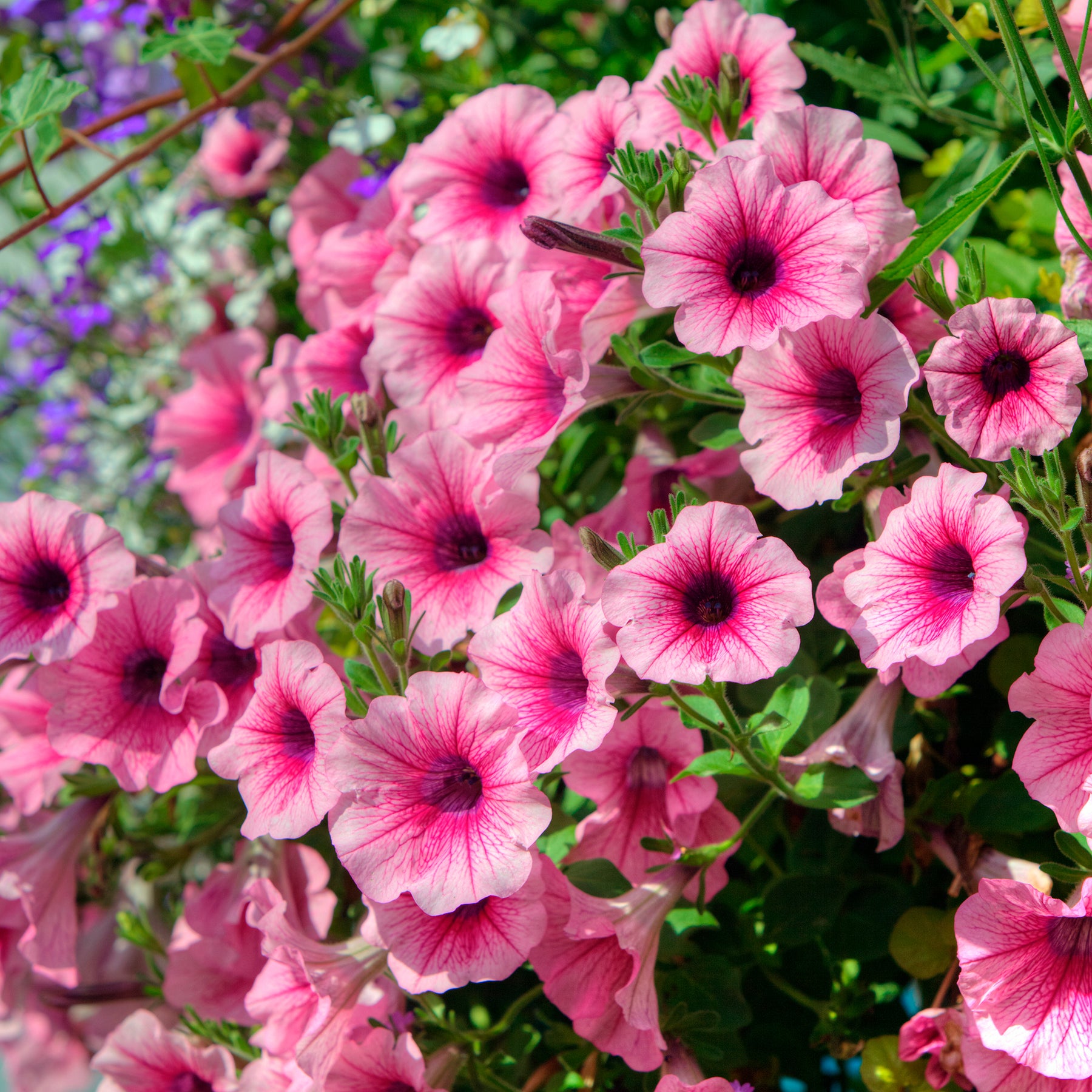 Pétunias - 3 Pétunias retombants roses - Petunia