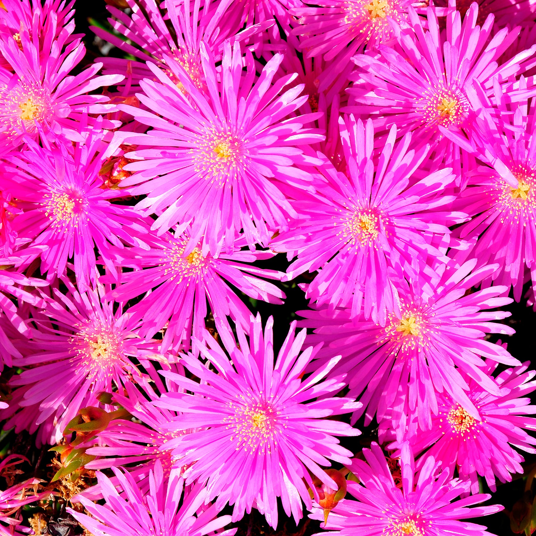 3 Ficoïdes violettes
