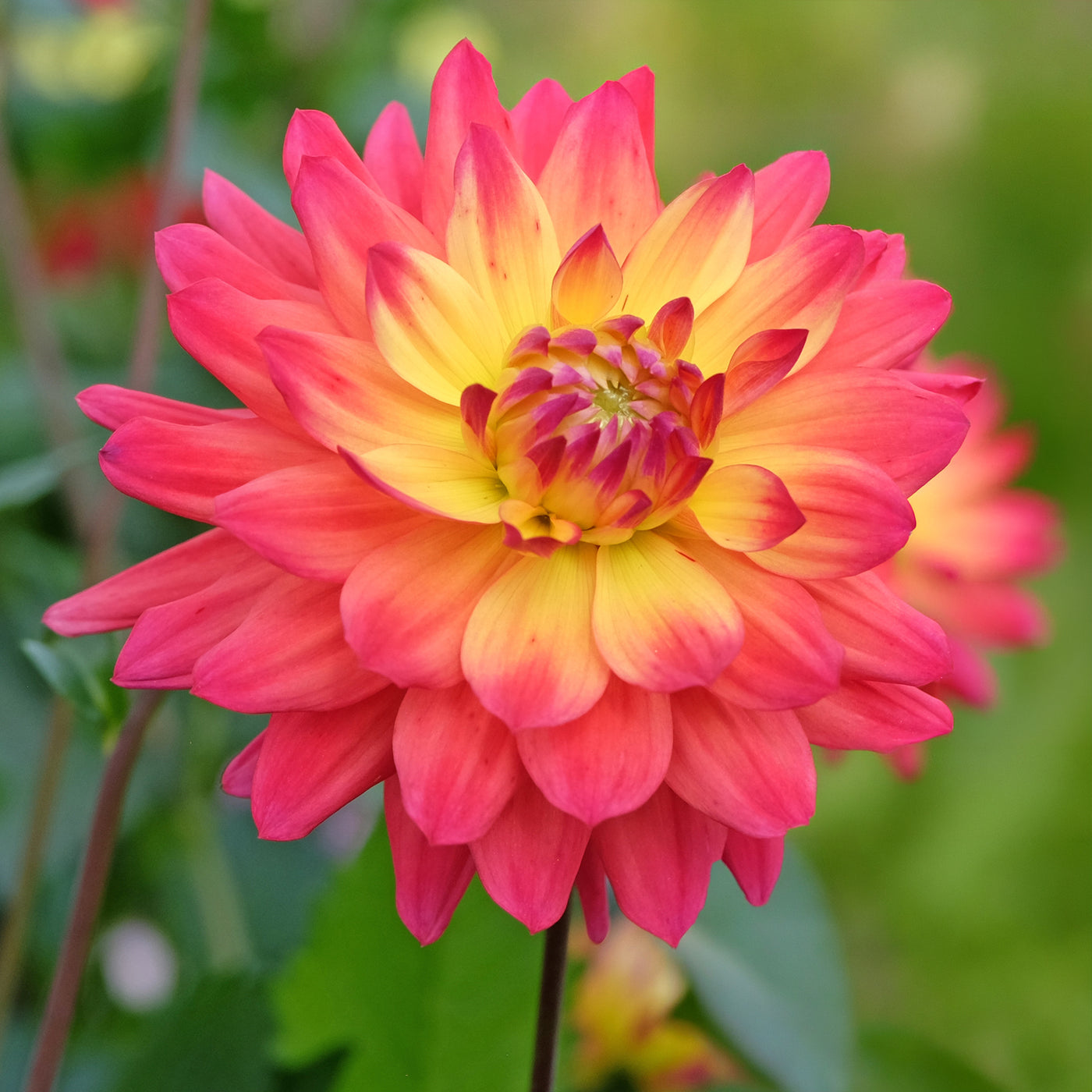 3 Dahlias décoratifs Tricolore - Willemse