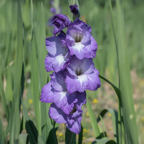 25 Glaïeuls Nori - Willemse
