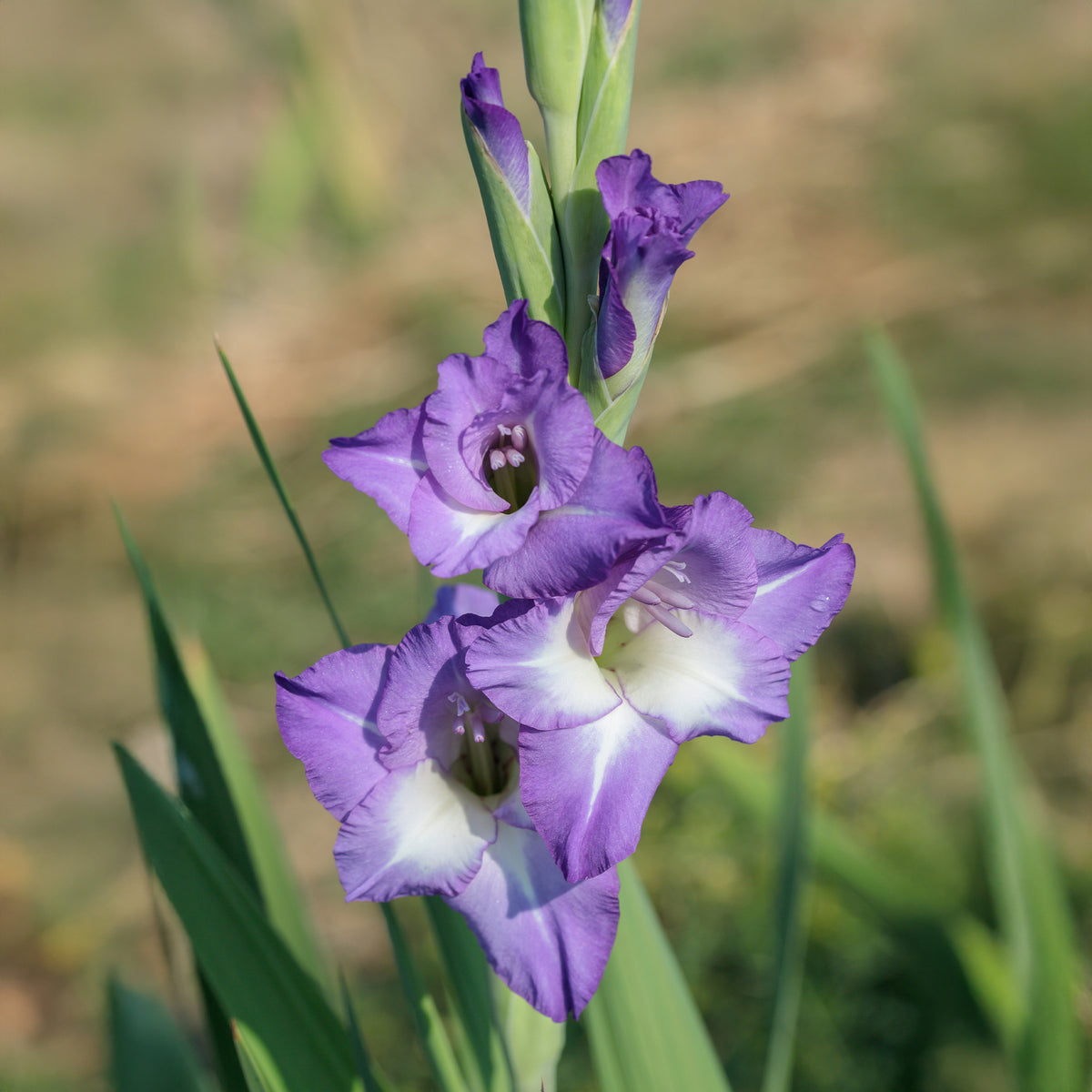 25 Glaïeuls Nori - Gladiolus nori - Willemse