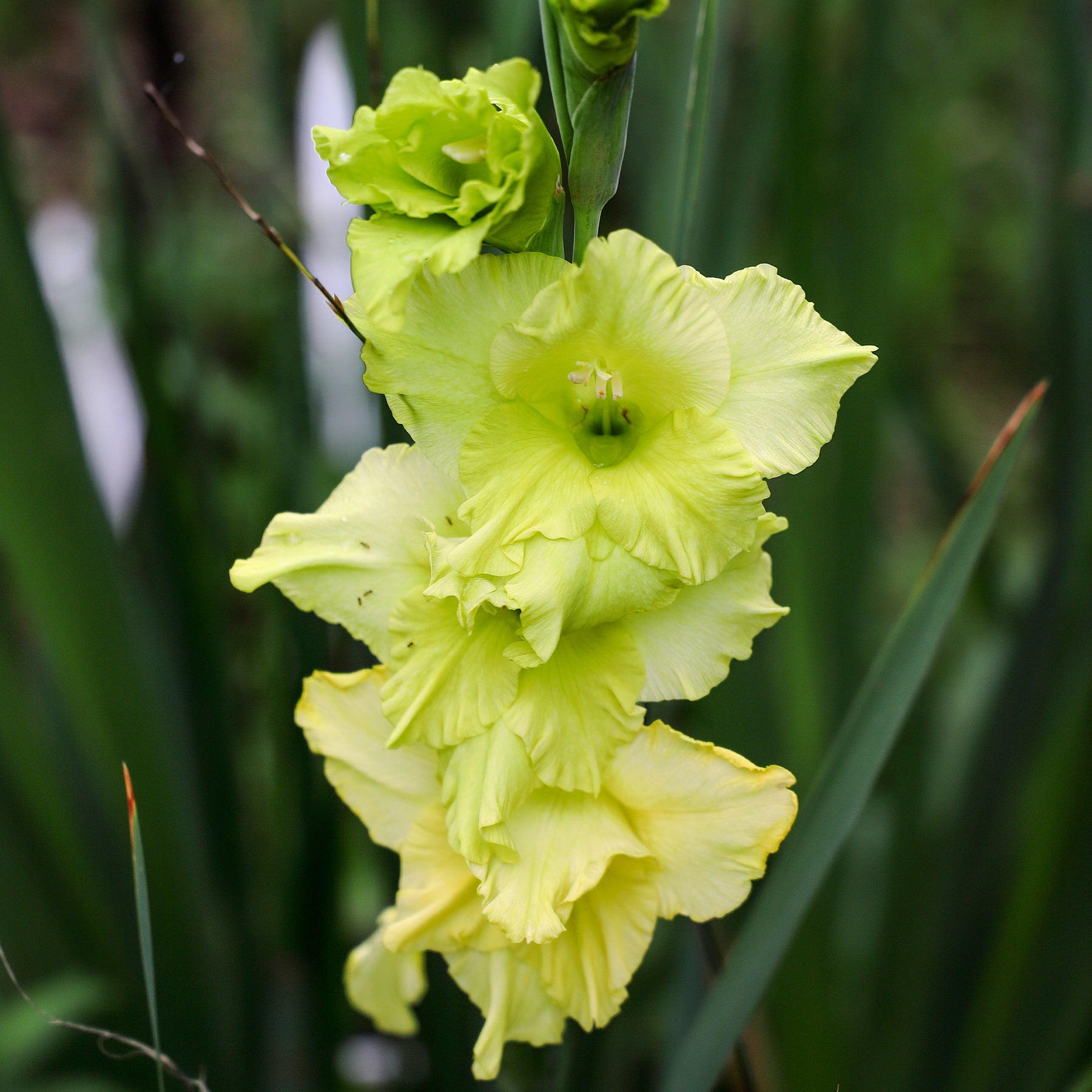 25 Glaïeuls Dingadong - Gladiolus Dingadong - Willemse