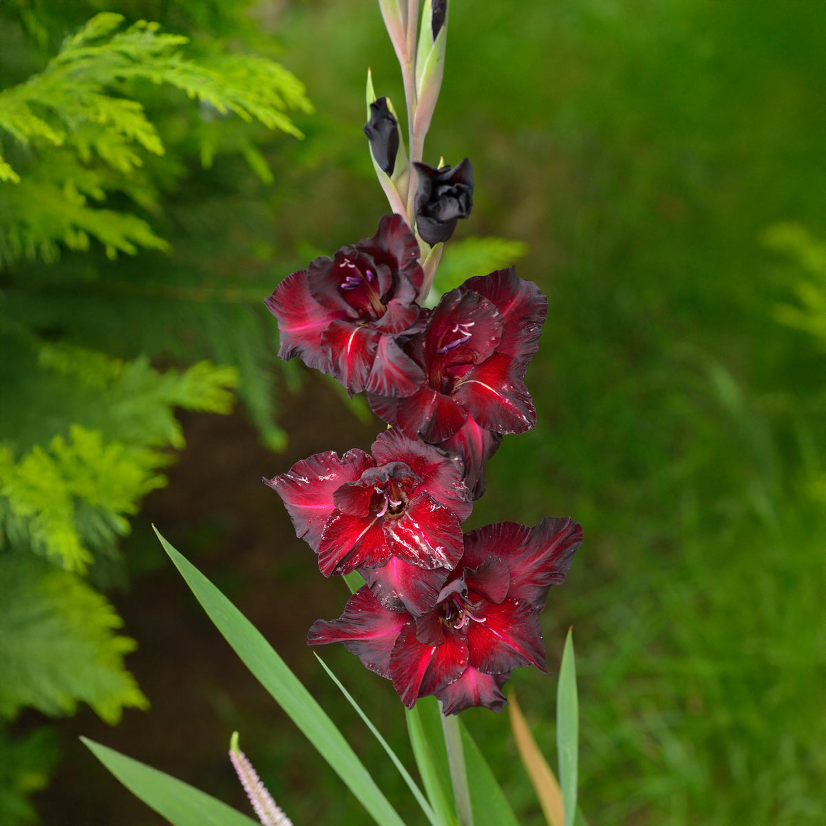 25 Glaïeuls Black Surprise - Willemse