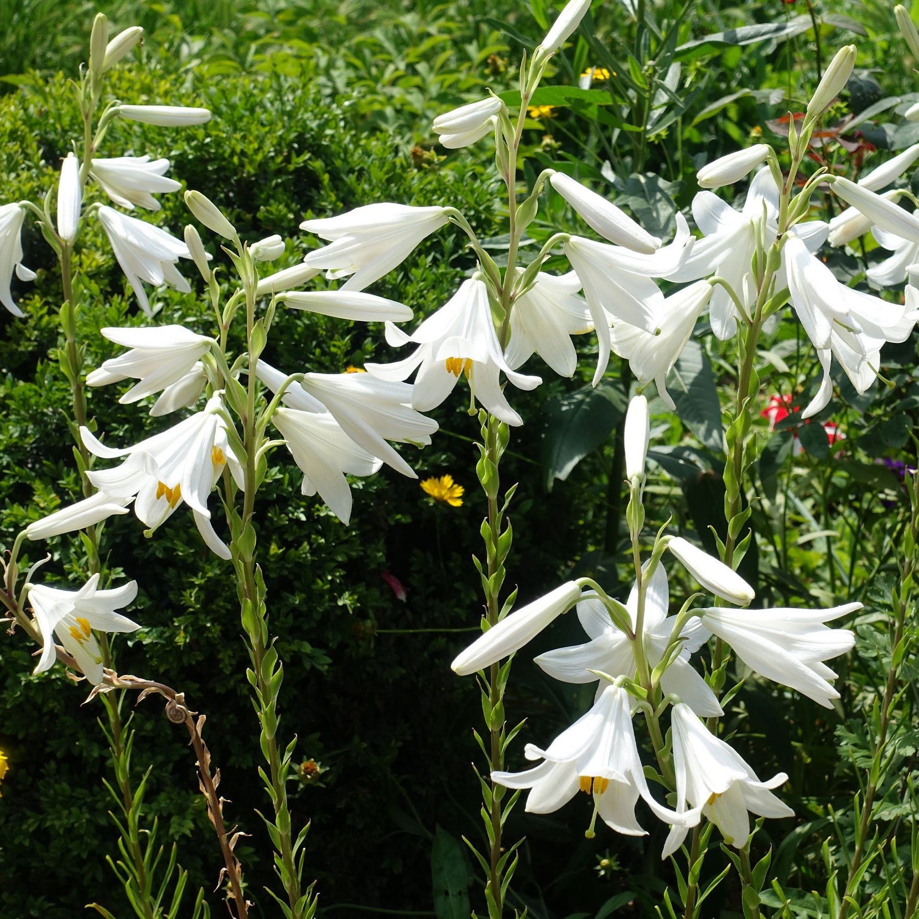 Lilium candidum - 2 Lis de la Madone - Lis - Lys