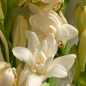 Polianthes tuberosa the pearl - 3 Tubéreuses La perle - Tubéreuse