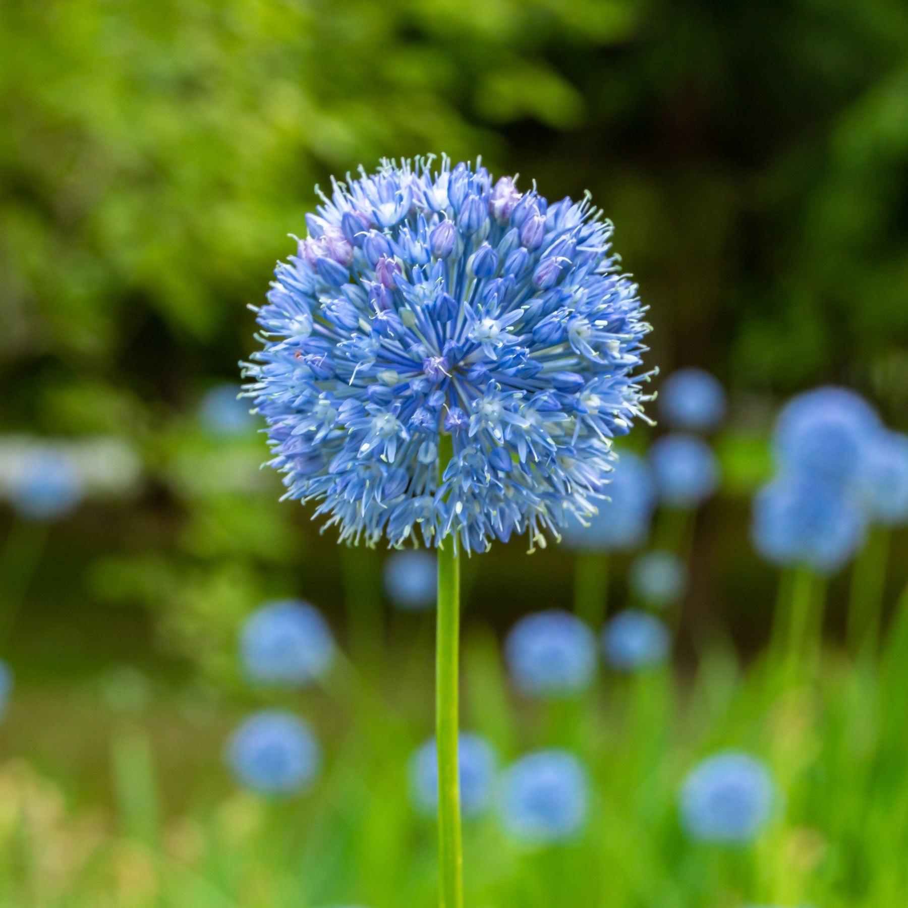 Allium azureum - 20 Alliums bleus - Allium