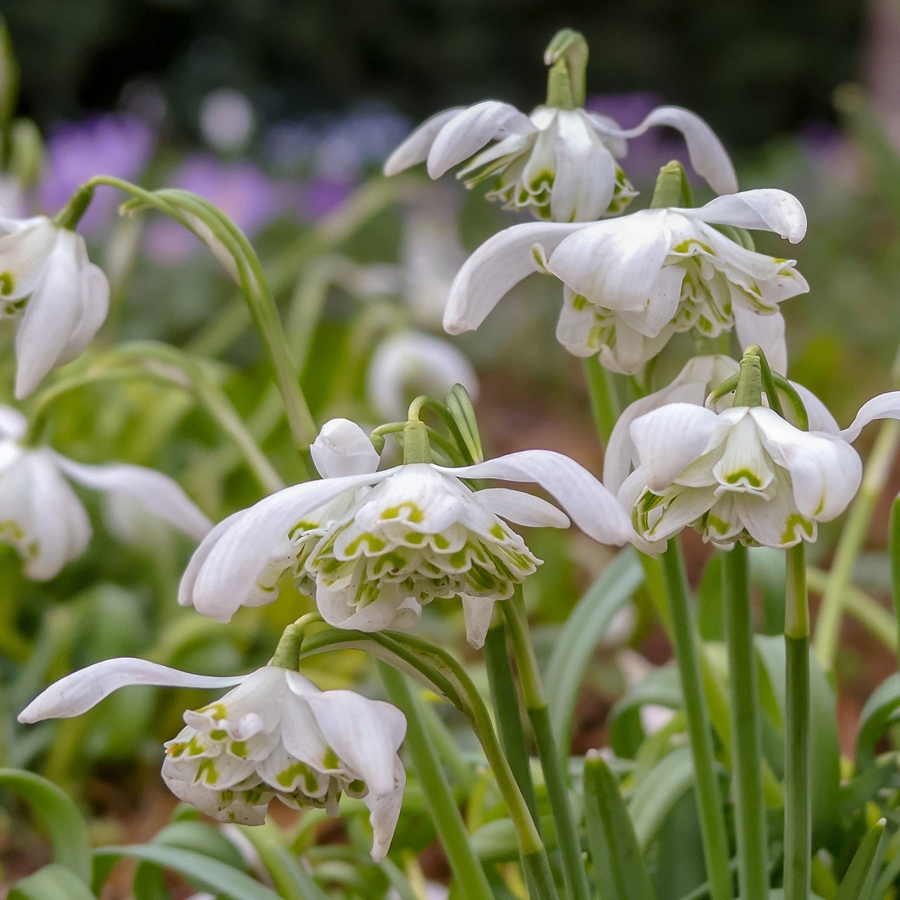 10 Perce-neige double - Willemse