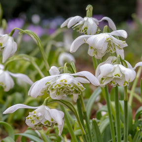 10 Perce-neige double - Willemse