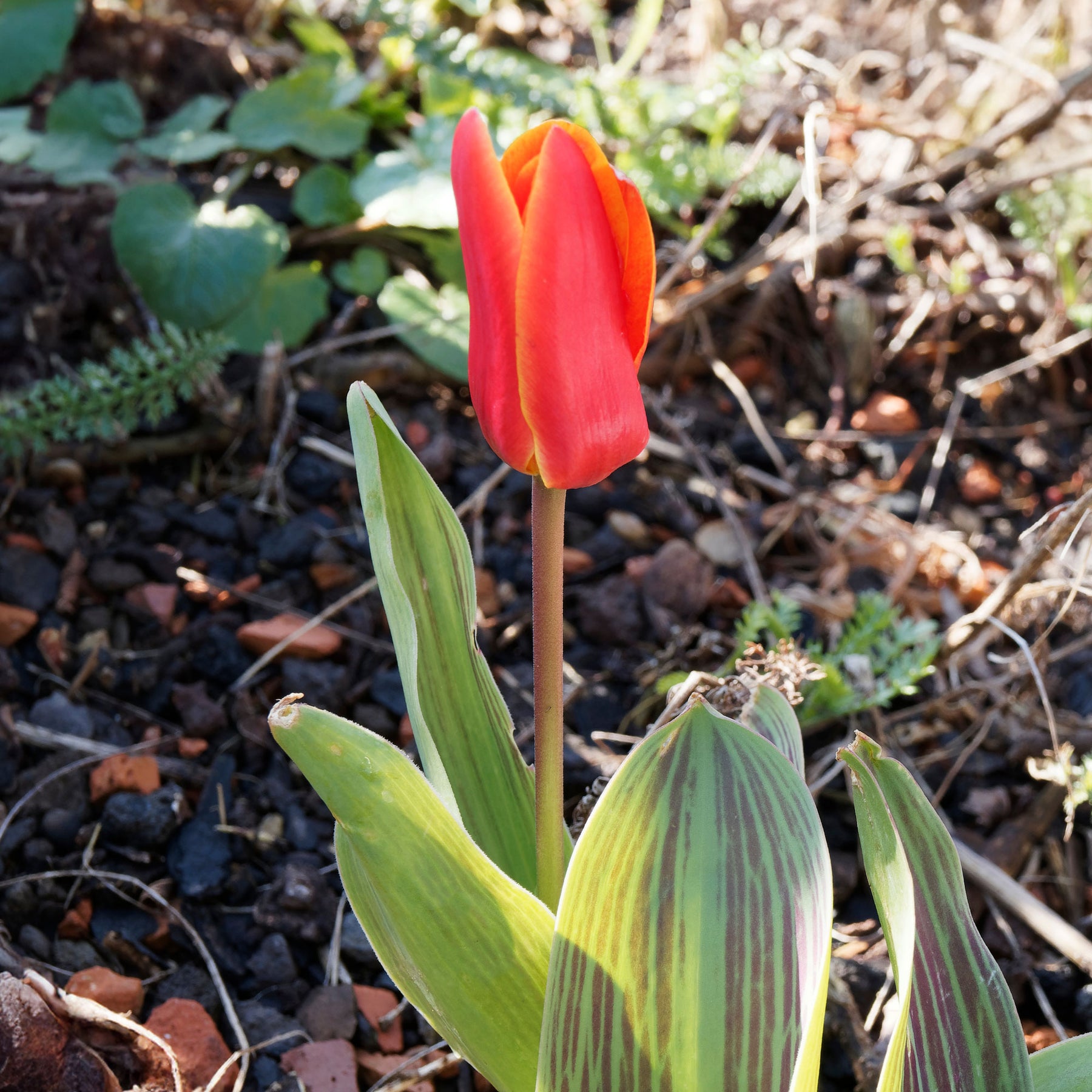 Tulipa greigii chaperon rouge - 10 Tulipes Chaperon Rouge - Tulipe