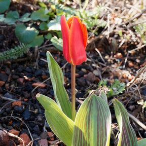 Tulipa greigii chaperon rouge - 10 Tulipes Chaperon Rouge - Tulipe