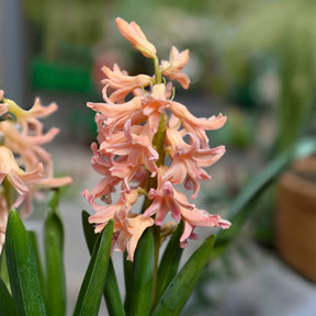 Vente 6 Jacinthes Gipsy Queen orange