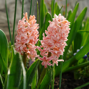 6 Jacinthes Gipsy Queen orange - Jacinthe - Willemse