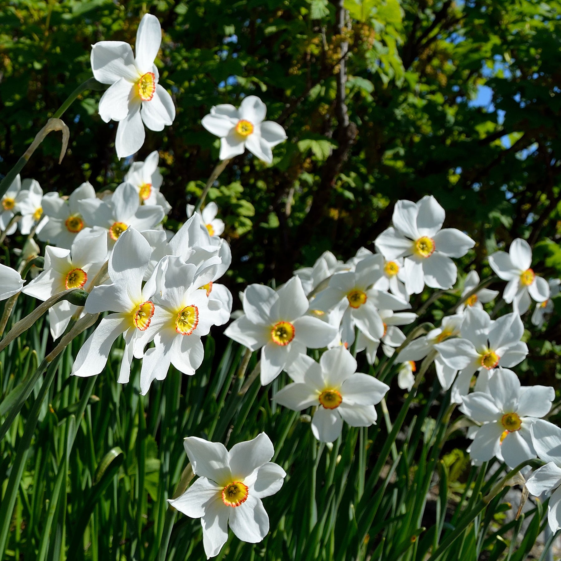 Narcissus poeticus Actea - 10 Narcisses des poètes Actea - Narcisse