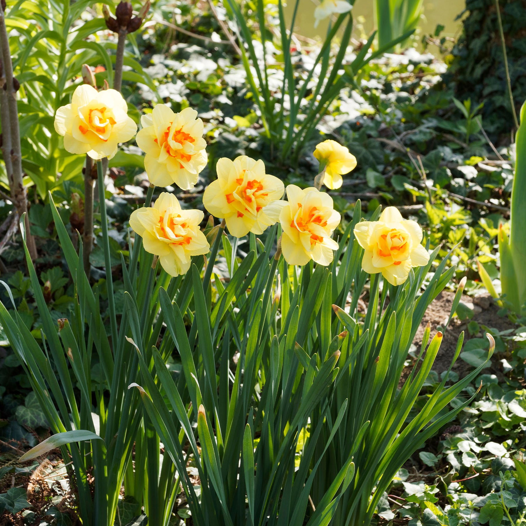 10 Narcisses à fleurs doubles Tahiti - Willemse