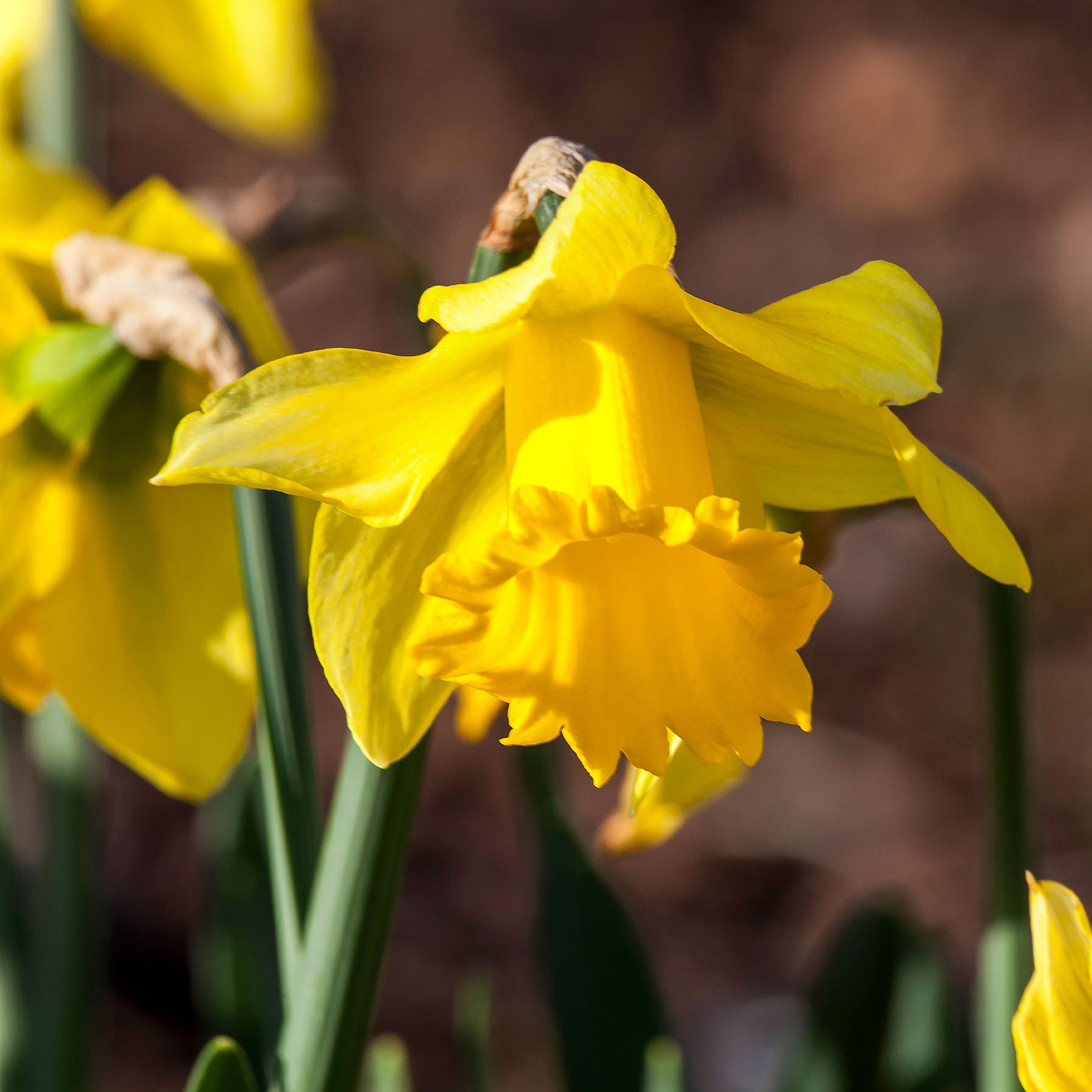10 Narcisses Rijnveld Early Sensation - Narcissus Rijnveld's Early Sensation - Willemse