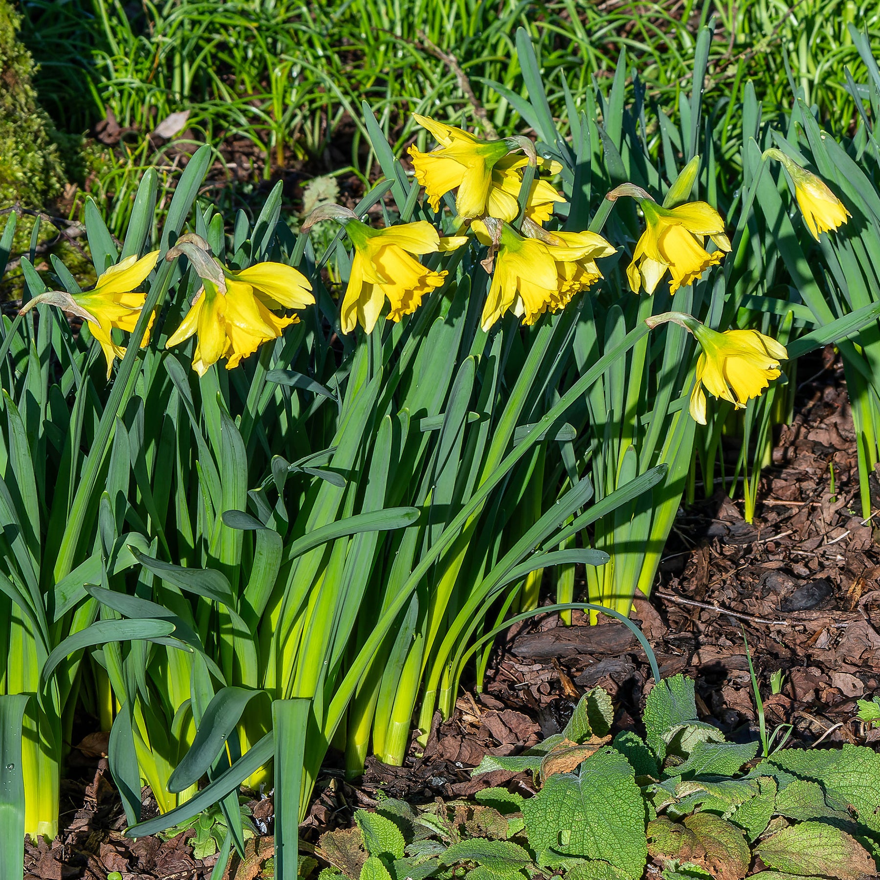 Narcissus Rijnveld's Early Sensation - 10 Narcisses Rijnveld Early Sensation - Narcisse