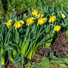 Narcissus Rijnveld's Early Sensation - 10 Narcisses Rijnveld Early Sensation - Narcisse
