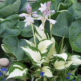 Hosta Feu et glace - Willemse