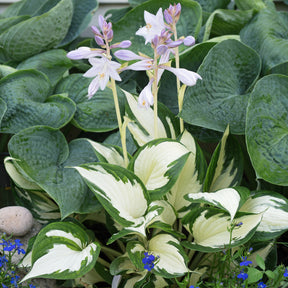 Hosta Feu et glace - Willemse