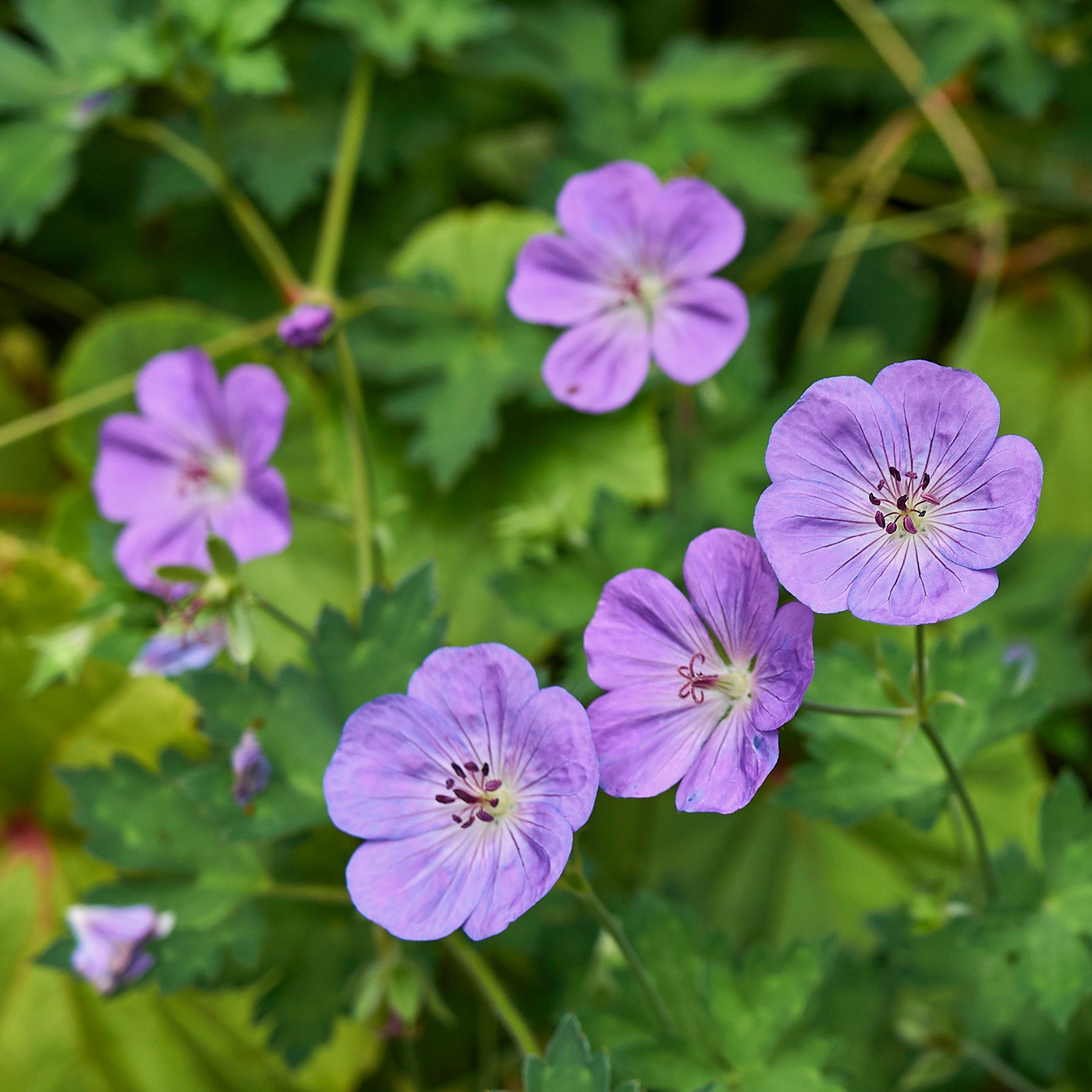 Géranium vivace bleu de l'Himalaya - Willemse