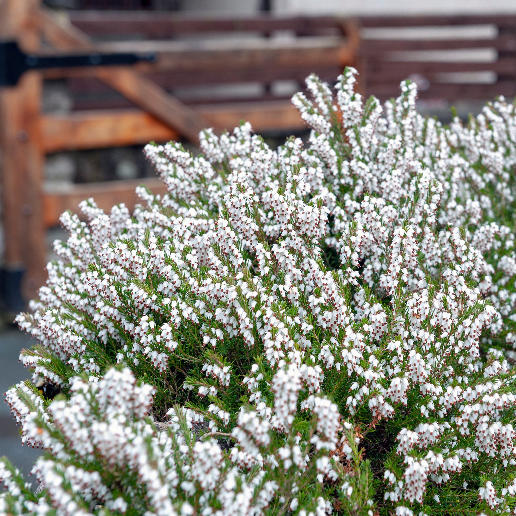 3 Bruyères d'hiver blanches - Erica carnea - Willemse