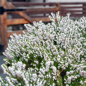 3 Bruyères d'hiver blanches - Erica carnea - Willemse