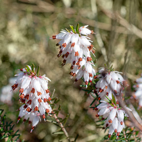 Erica carnea - 3 Bruyères d'hiver blanches - Bruyère d'hiver
