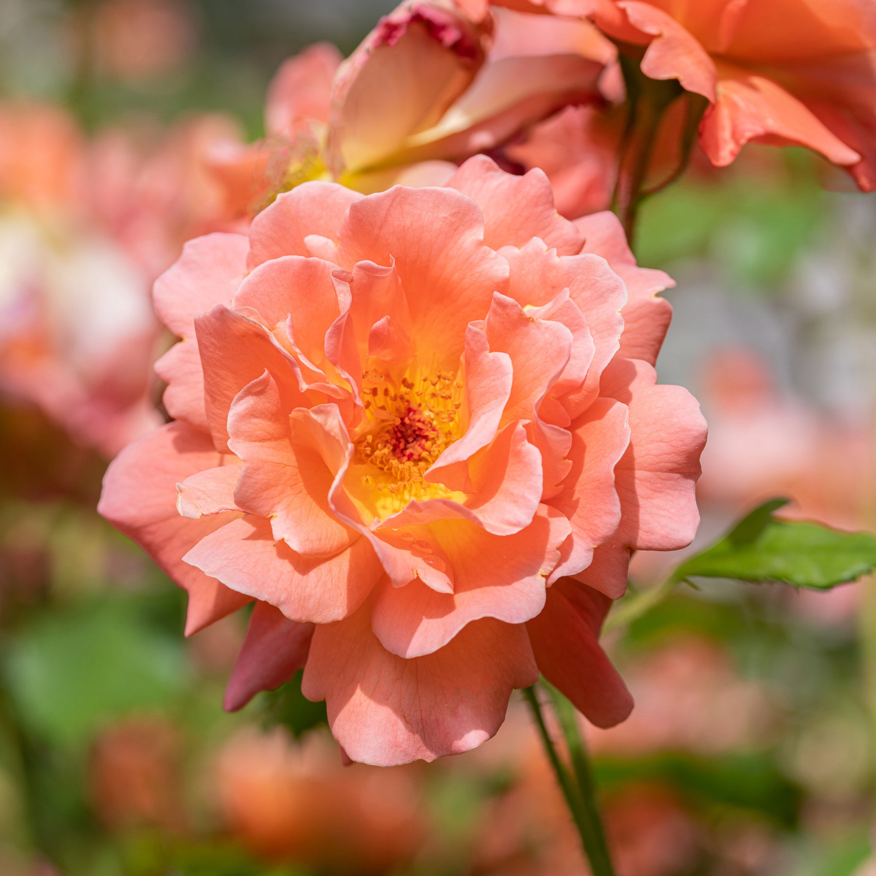 Vente Rosier arbuste Westerland - Rosa Westerland®