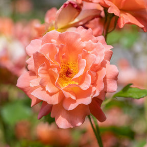 Vente Rosier arbuste Westerland - Rosa Westerland®