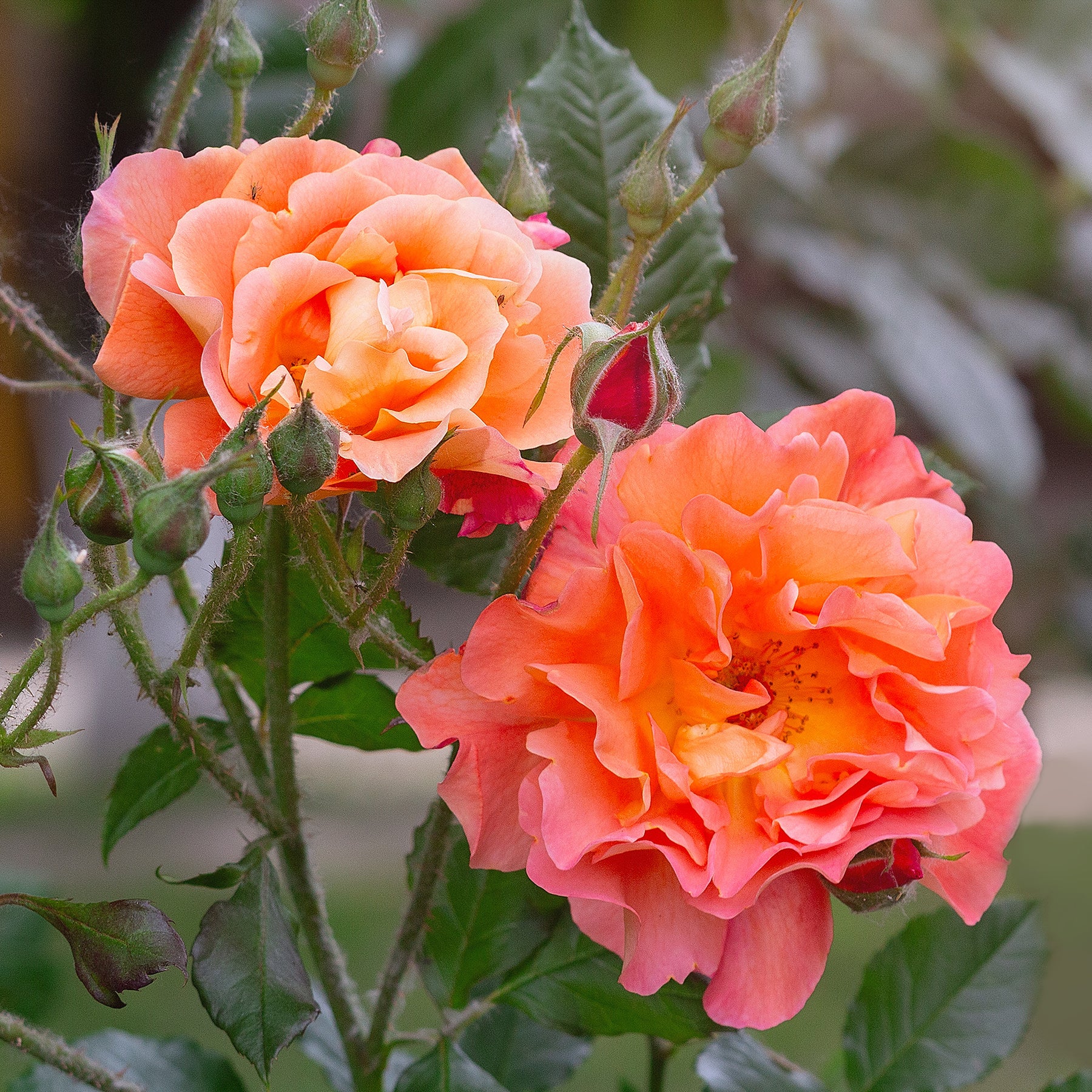 Vente Rosier arbuste Westerland