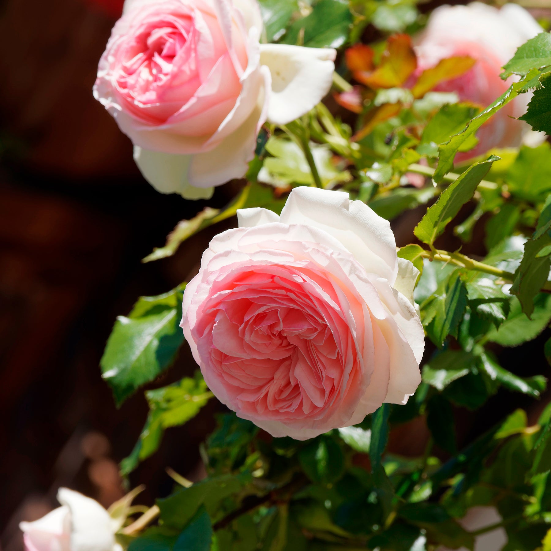 Rosa grimpant Pierre de Ronsard® Meiviolin - Rosier grimpant Pierre de Ronsard® - Rosiers grimpants