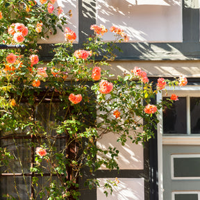 Rosa 'métanoia', 'musimara', 'indigoletta' - Collection de 3 Rosiers grimpants : Métanoïa, Musimara, Indigoletta - Collections de rosiers