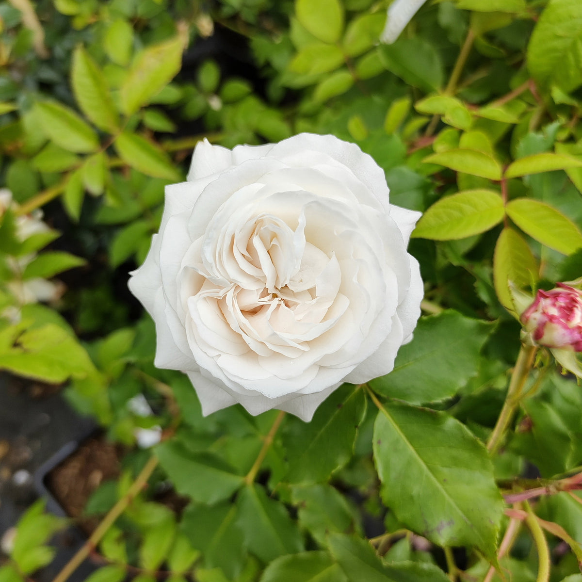 Collection de 2 Rosiers botaniques - Rosa rugosa hansa , boule de neige - Willemse