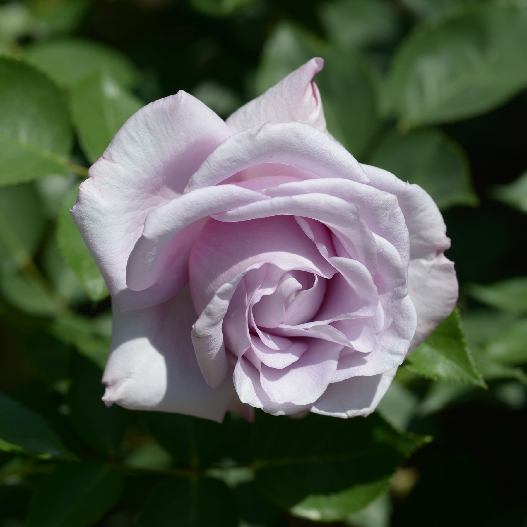 Rosa lune bleue (blue moon) - Rosier buisson Lune Bleue - Rosiers buisson
