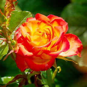 Rosier buisson bicolore - Rosa - Willemse