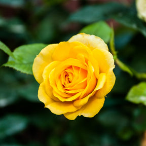 Rosa hadangel - Rosier Hadangel - Rosiers buisson