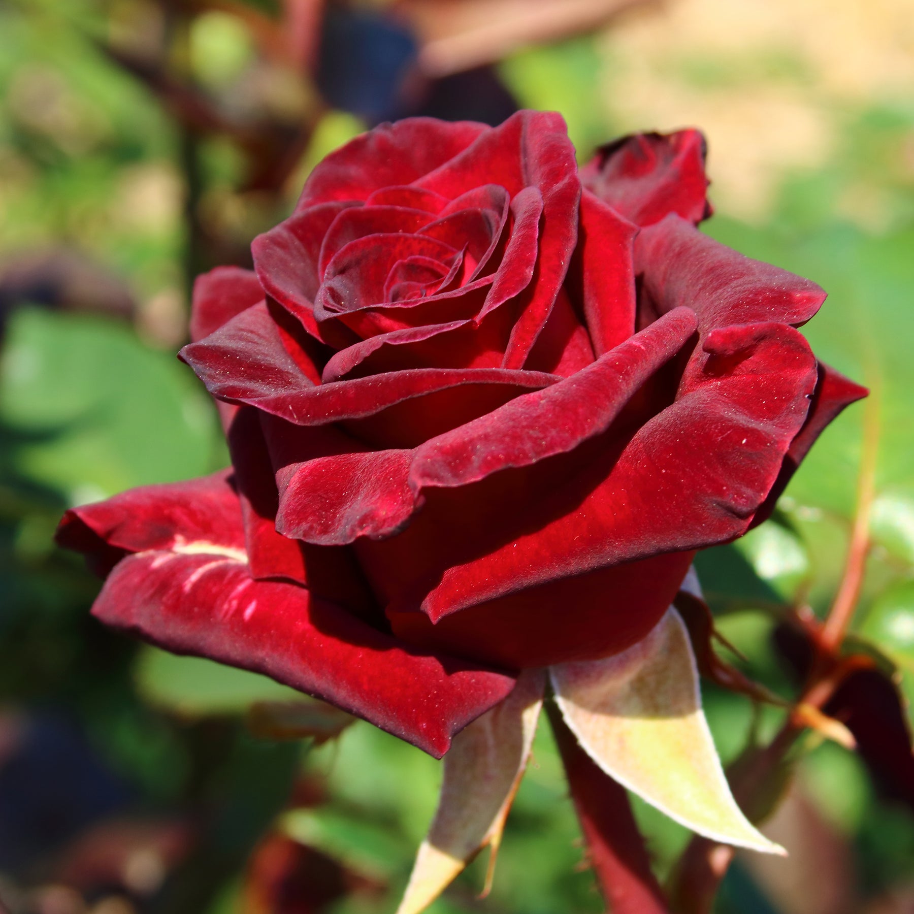 Vente Rosier buisson Black Baccara ® Meidebenne - Rosa Black Baccara ®