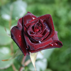 Rosiers à grandes fleurs - Rosier buisson Black Baccara ® Meidebenne - Rosa Black Baccara ®