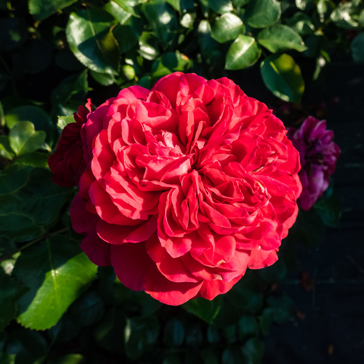 Rosier floribunda Red Leonardo da Vinci ® Meiangele - Willemse