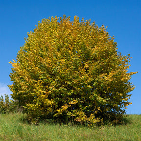 Corylus avellana - Noisetier vert - Noisetier